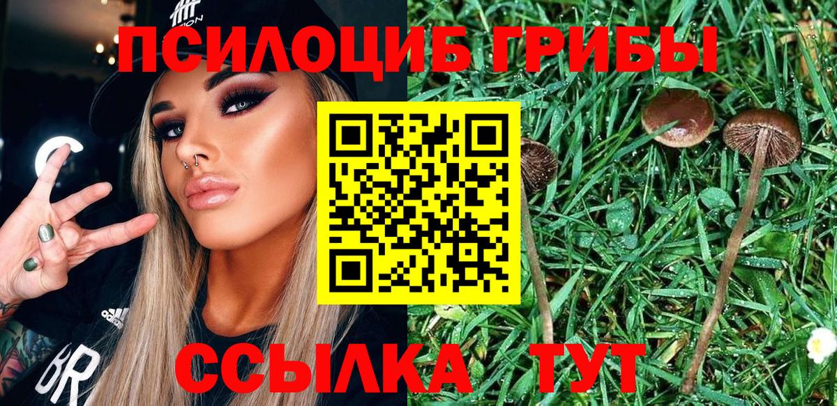 Галлюциногенные грибы Psilocybine cubensis Тулун
